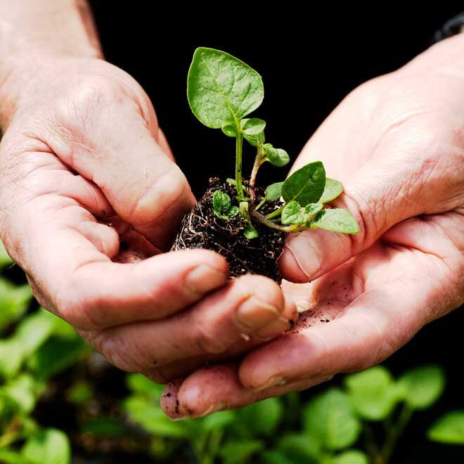 Potato-Seedling_DSC1293